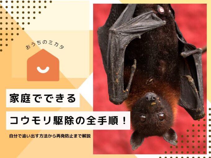 家庭でできるコウモリ駆除の全手順！自分で追い出す方法から再発防止まで解説