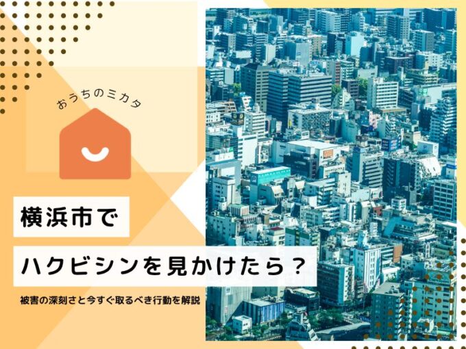 横浜市でハクビシンを見かけたら？被害の深刻さと今すぐ取るべき行動を解説