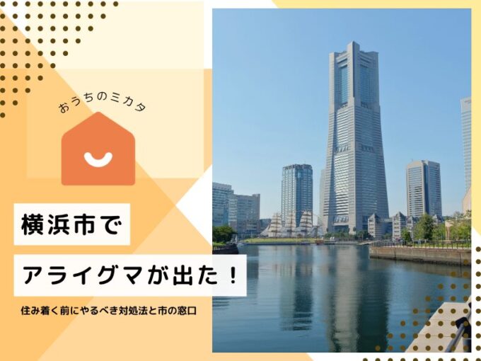 横浜市でアライグマが出た！天井裏に住み着く前にやるべき対処法と市の窓口を解説