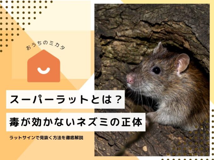 スーパーラットとは？毒が効かないネズミの正体とラットサインで見抜く方法を徹底解説
