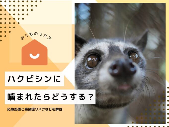 ハクビシンに噛まれたらどうする？応急処置と感染症リスクなどを解説