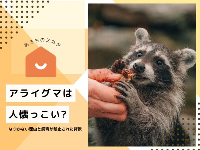アライグマは人懐っこい?なつかない理由とペット飼育が禁止された背景