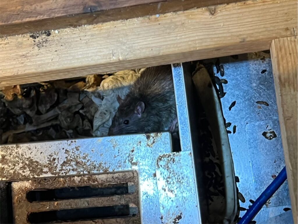 福岡市のネズミ対策工事一式|M様店舗 11