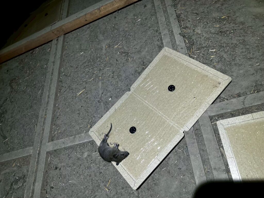 ひたちなか市のネズミ対策工事|H様邸 23