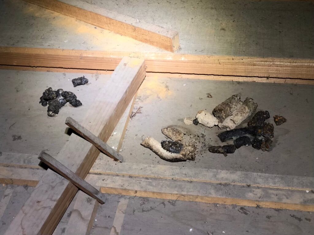 福岡市のアライグマ対策工事|Y様邸 2