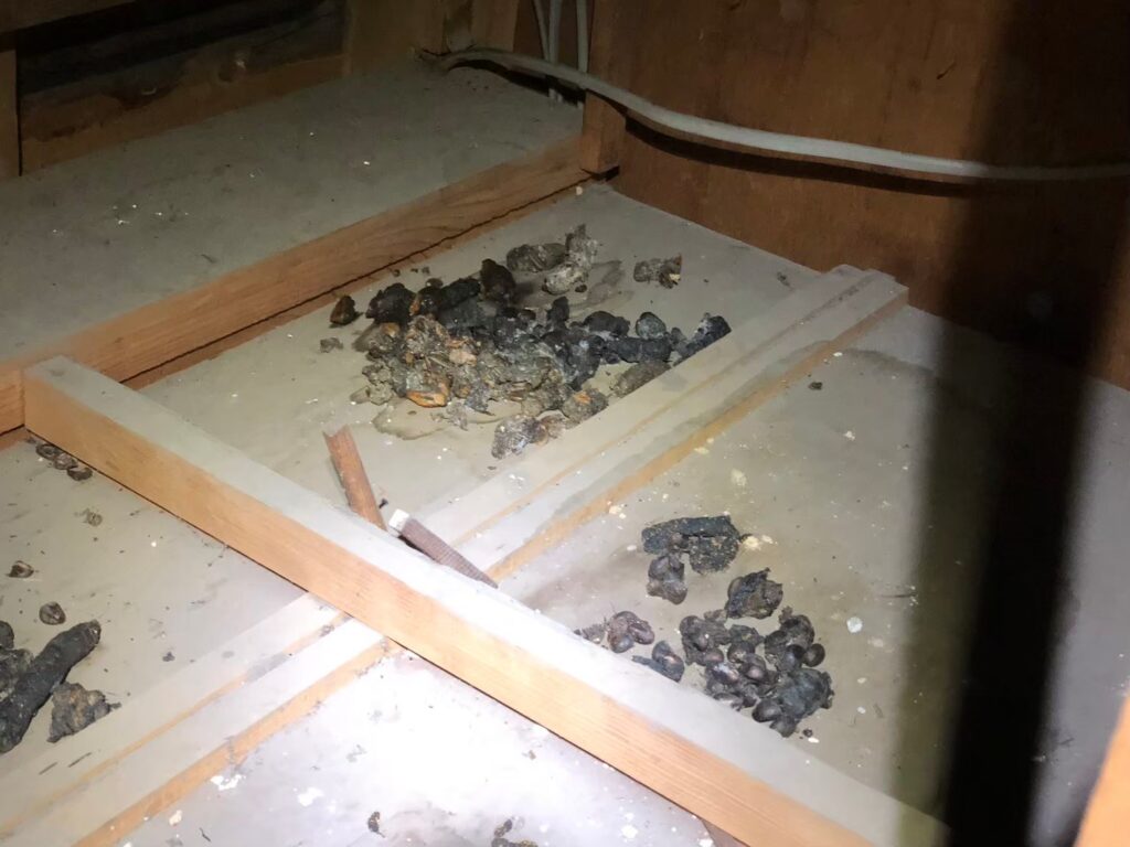 福岡市のアライグマ対策工事|Y様邸 3
