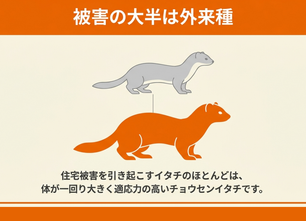 イタチの種類と見分け方