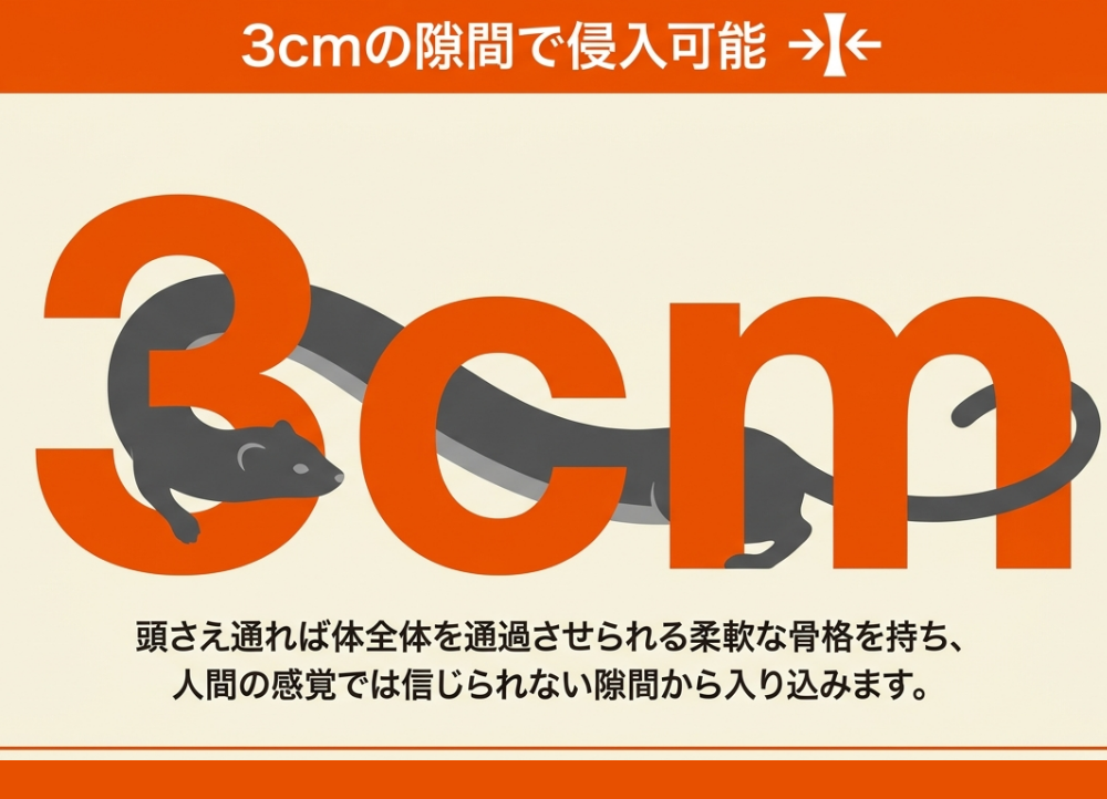 イタチの身体的特徴と食性