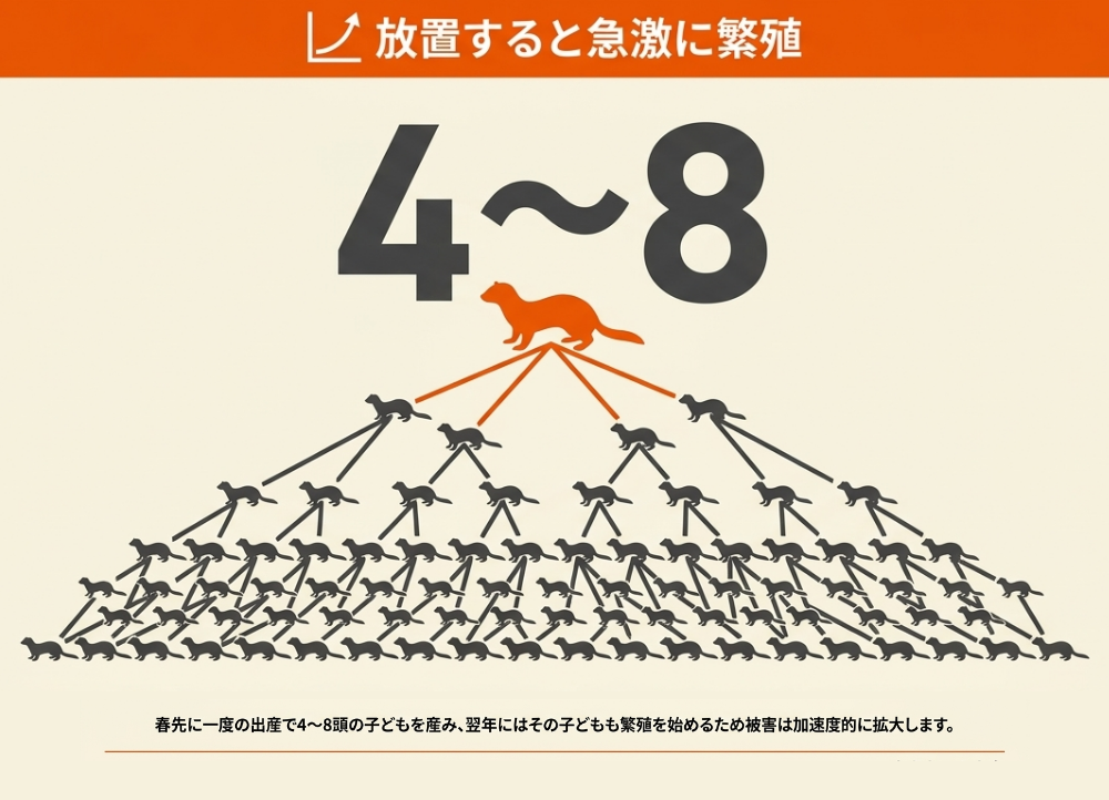 イタチの繁殖と寿命