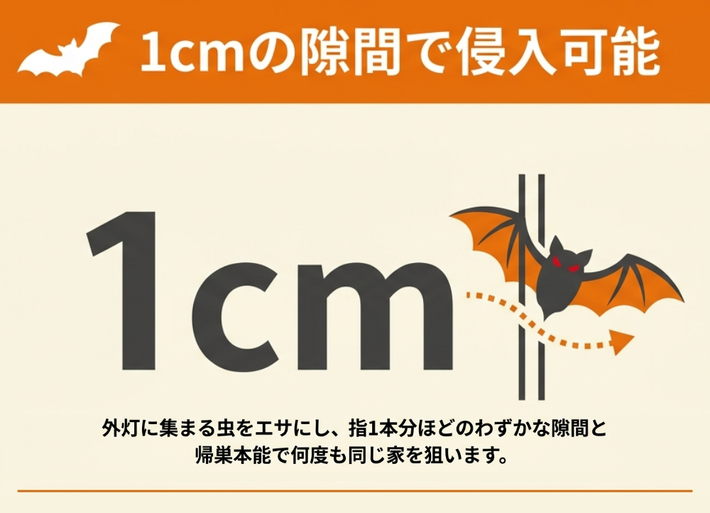 コウモリが同じ家に何度もやってくるのはなぜ？