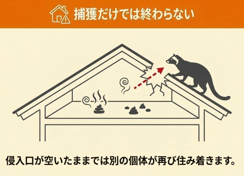 ハクビシンを捕獲しても注意すべき理由