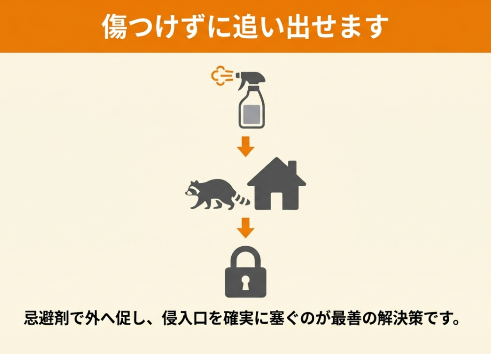 アライグマは殺さずに追い出せる