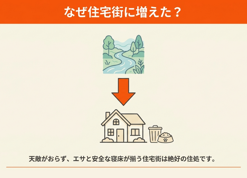 川崎市でアライグマ被害が増えている背景