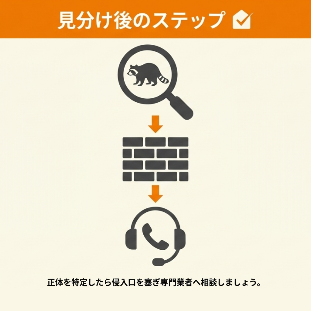 アライグマの種類を見分けたあとにすること