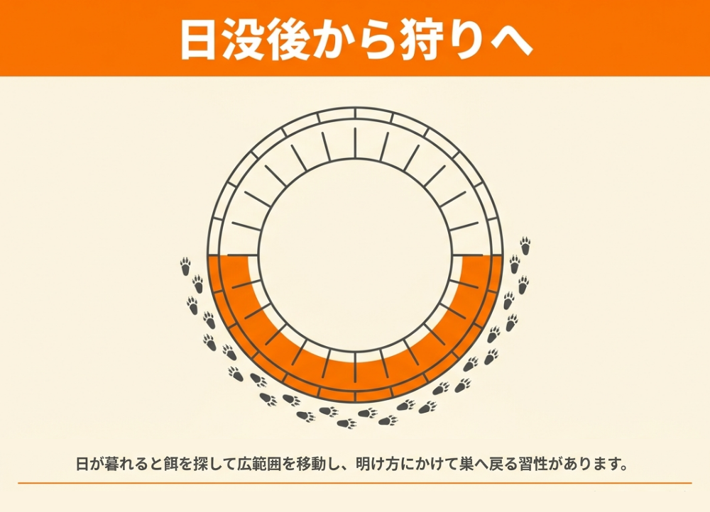 イタチの1日の行動は？